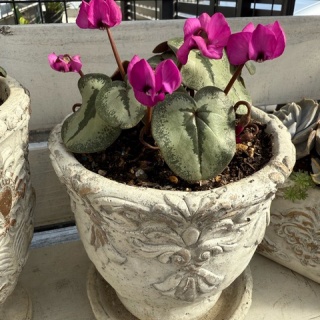 のばらのガーデニングブログ　Hana and Rose Garden+