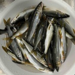 鮎釣りおじさん
