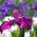 馬見丘陵公園の花菖蒲と紫陽花２０２６