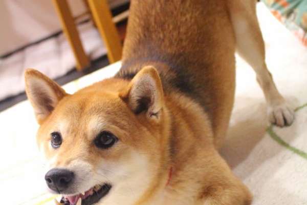 まめしばみこです 日常