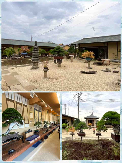 “秋の観照会“❗️ 季節にうつろう盆栽達‼️