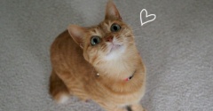 真剣に遊ぶ猫が可愛い♪