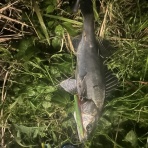 特攻隊長さんの釣行記