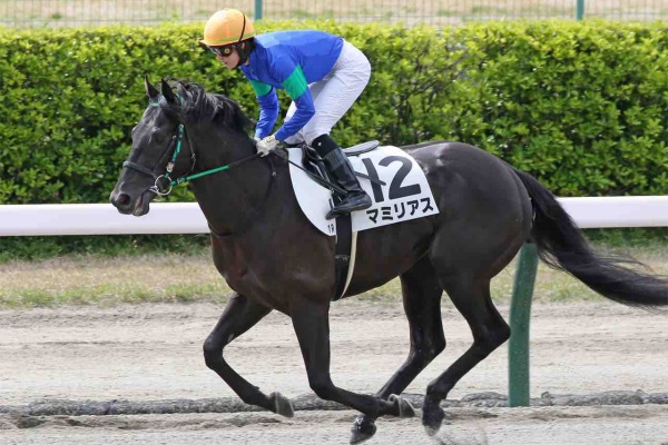 新入一口馬主の活動履歴