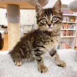 『【子猫】コブくん 里親募集を開始しました』の画像