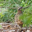 コジュケイ幼鳥をこまぶら