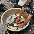 本日の釣果