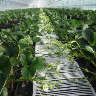 章姫イチゴと有機JAS朝日米　MERRY BERRY