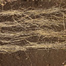 2025秋冬│無農薬・無施肥でニンジン（黒田五寸）栽培に挑戦│ダイソーの種