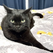 【猫写真】ひとりの時間を楽しみたいスミちゃん