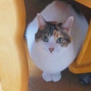 晩御飯 作られへん