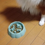 ボルゾイな生活