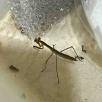 庭の生き物を愛でてます・台所で生き物を育ててます