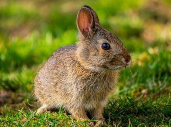 【野生動物】ツキノワグマ、四国内に２７頭か…親子も２組確認「個体数が少ない中で繁殖が行われていることが裏付けられた」