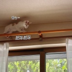 猫とお酒と日々のこと