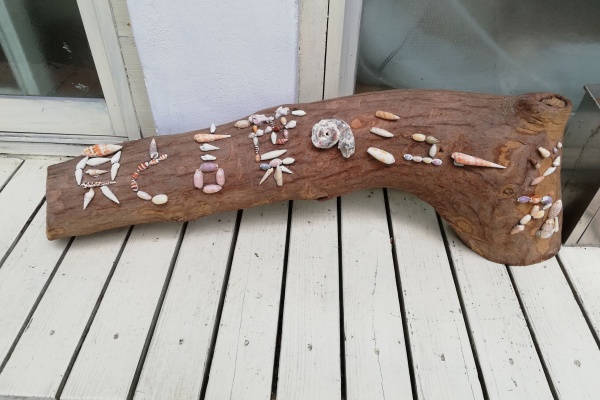 貝がら拾ったら調べよう♪ - 瀬嵩の浜（沖縄県名護市字瀬嵩） 