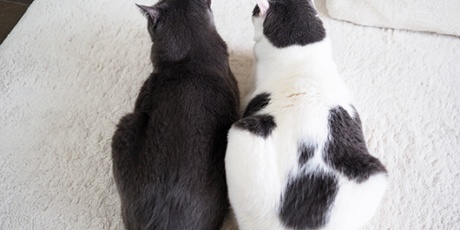 ねこ３生活 ハート猫 Powered By ライブドアブログ