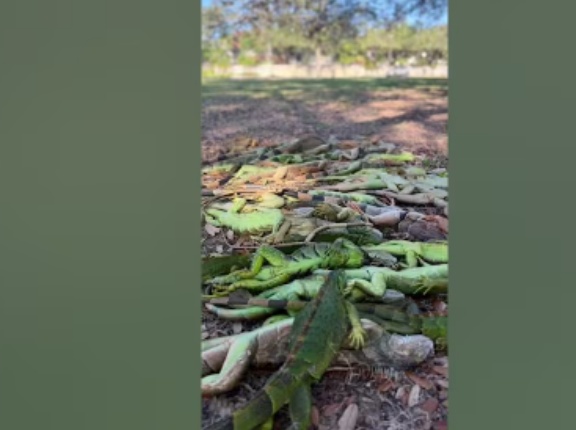 【動画】空からイグアナが降る!?フロリダ記録的寒波で“凍った爬虫類”がポトポト落下！「頭に当たったらヤバい」「温めると復活して襲う」当局緊急回収呼びかけ