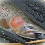 F・Fとしての証