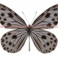 ガウラヒメゴマダラ♂ (マレー半島) Ideopsis gaura perakana
