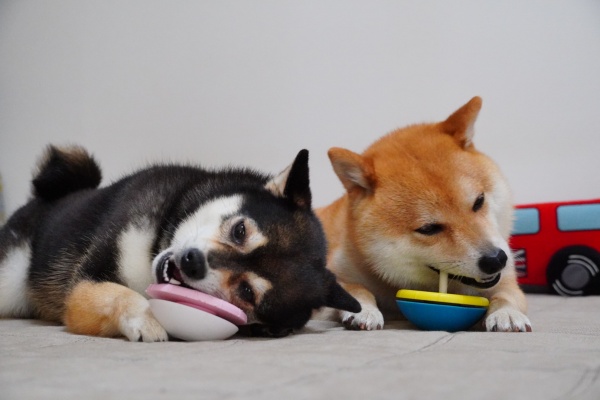 豆柴麦うた日記 犬のおもちゃ