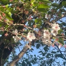 残花、残る桜、名残の桜、残る花、残桜（ざんおう）