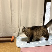 【猫写真】見返りマロちゃん