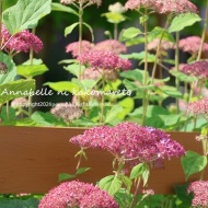 【夏の庭】アナベルの横に敢えて植えてみた！花はすでに夏から次の季節に繋いでる♪