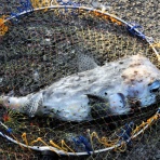 土佐料理　旬の鰹がゆく！