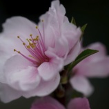 『永遠の生命について考えない感覚的な人間』の画像