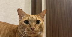 黄色いおしっこから始まったカンタの病気。その後の治療と現在