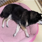 柴犬アトム🌈・黒柴アラレの日々是好日