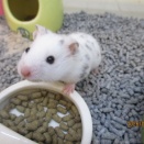 カラーハムスター🐹