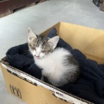 ひねくれ店長の『ねじれて侯』