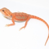 『フトアゴのベビー!入荷しました!!!』の画像