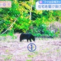 【悲報】くまちゃん1つの畑に11頭出没してしまう