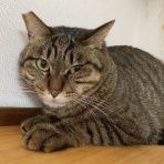保護猫譲渡るーむ（仙台市　あにまるロック診療所）