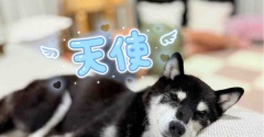 かぼすちゃんの移動式花屋さん、全力で準備中です！