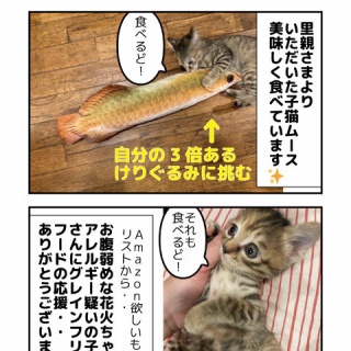しゃーねこ家のblog
