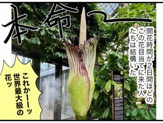腐臭放つ世界最大の花が咲いたというので（前）
