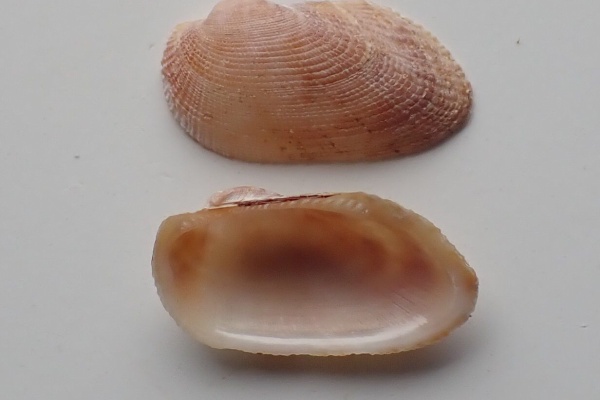 図鑑を作る（二枚貝編） - フネガイ科