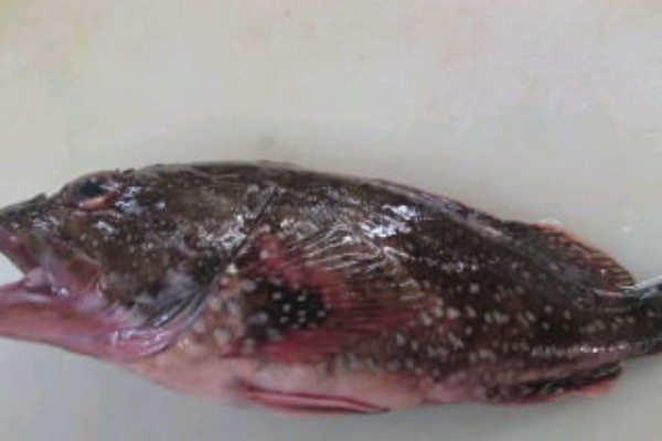 カサゴのおろし方さばき方 三枚おろし 簡単 魚の美味しいさばき方