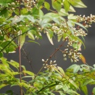 『気温34度でさし木のトマトぐったり、野鳥の種まき』の画像