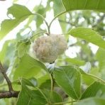 富士山麓の自然