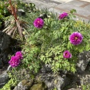 なにもない日曜日　樹木葬の整備をするのだ