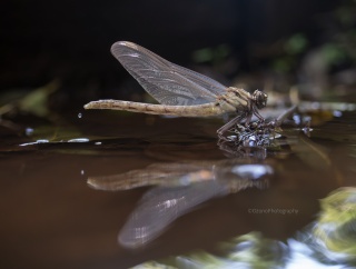 重役 - ヤマサナエ 【2026年4月 神奈川県】　