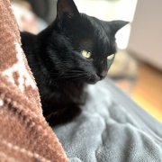 【猫写真】布団の横から顔を出すアヤちゃん