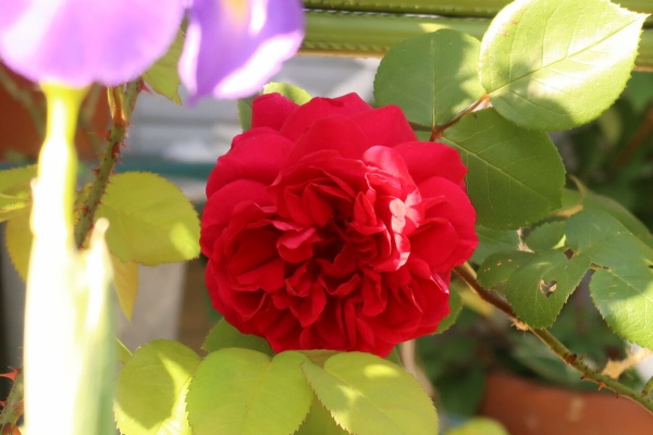 ピノ子の庭 バラ 庭木