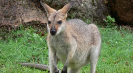 中国人がオーストラリア製の粉ミルクを購入 → 生きたカンガルーが届く