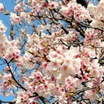 龍雛札記～千葉山貴公・たけのこブログ～